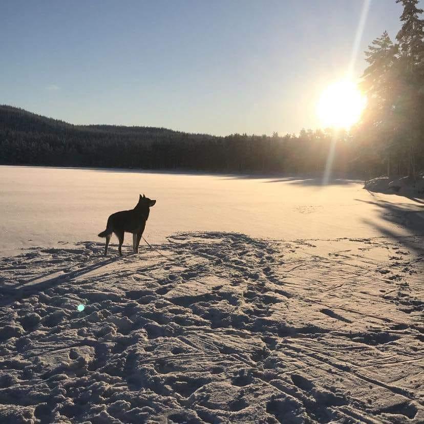 Jämte i solnedgång